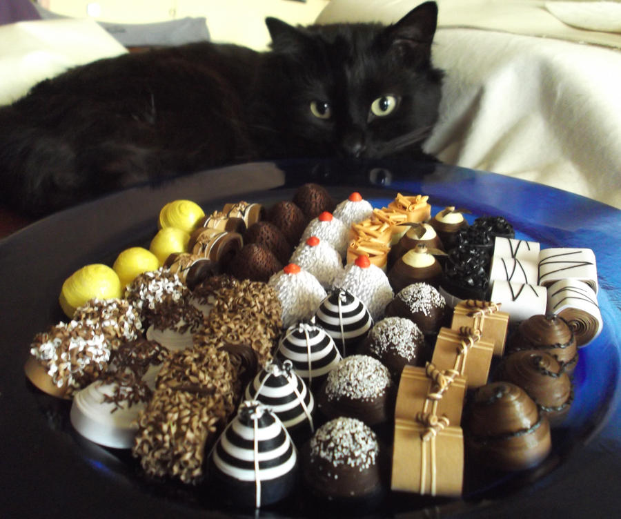 Можно ли съесть конфету. Кошачьи сладости. Котик со сладостями. Котик с конфеткой. Сладости для кошек.