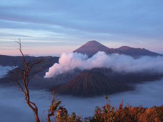 bromo