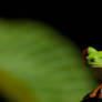 Red Eyed Leaffrog