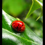 Lady Bug