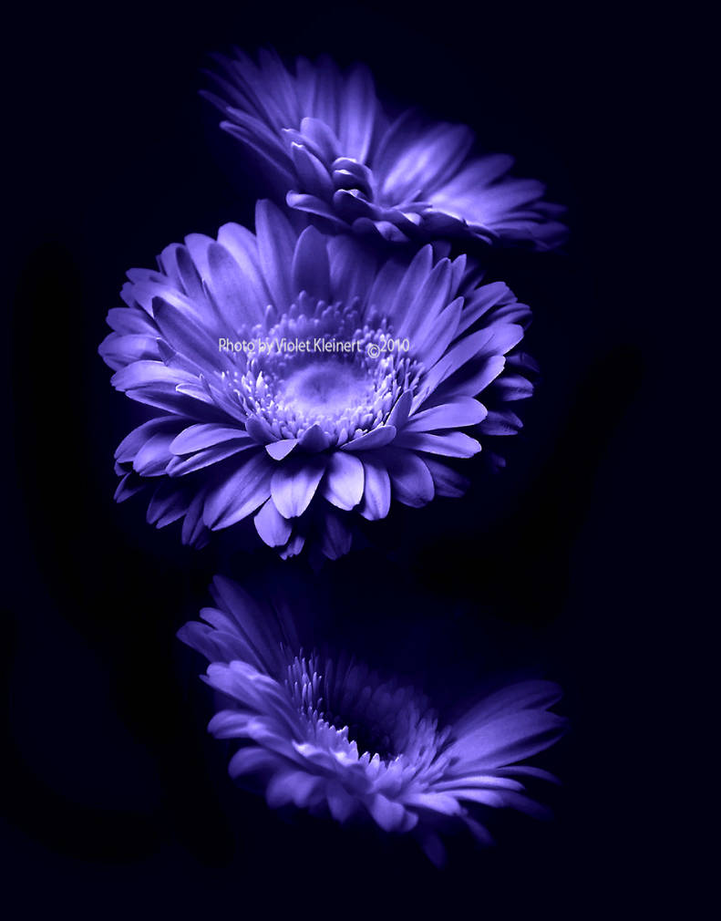 Moonlight Flowers By Violet Kleinert On Deviantart Moonlight Flowers By Violet Kleinert