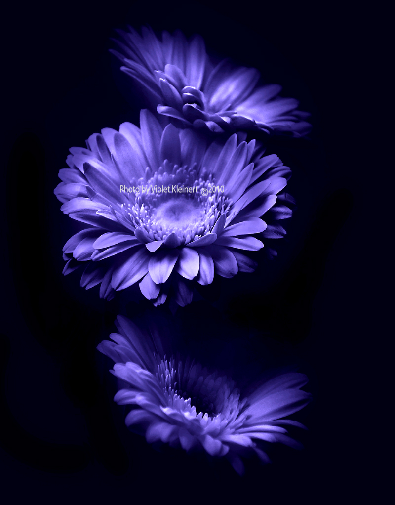 Moonlight Flowers By Violet Kleinert On Deviantart