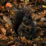 Black Squirrel 2
