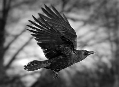 As the Crow Flies BW