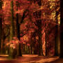 Autumn's Golden Light