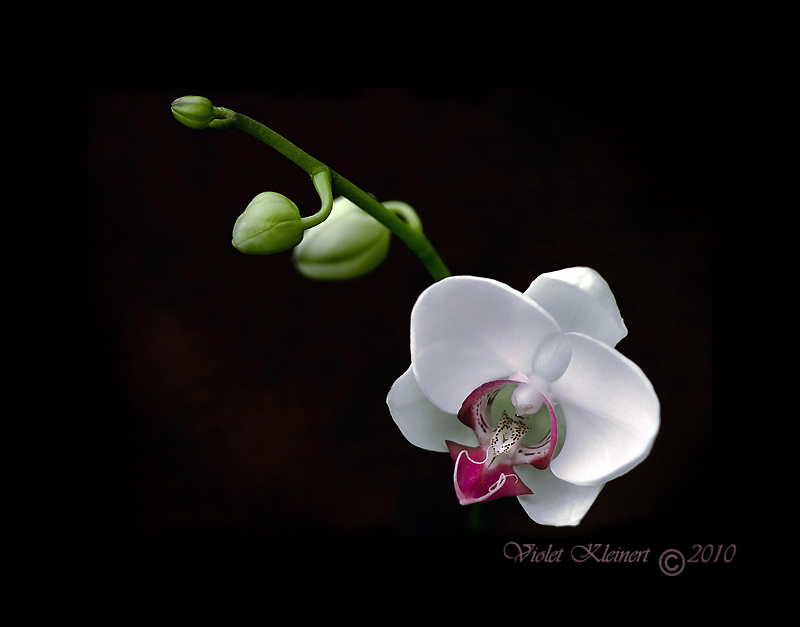 .Orchid.