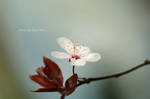Delicate by Violet-Kleinert