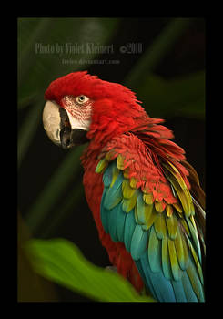 Macaw