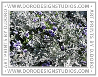 Silver-and-Blue Nature Photography by Dan Doro