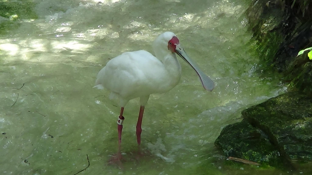 Spoonbill by xThe-Twilight-Wolfx on DeviantArt