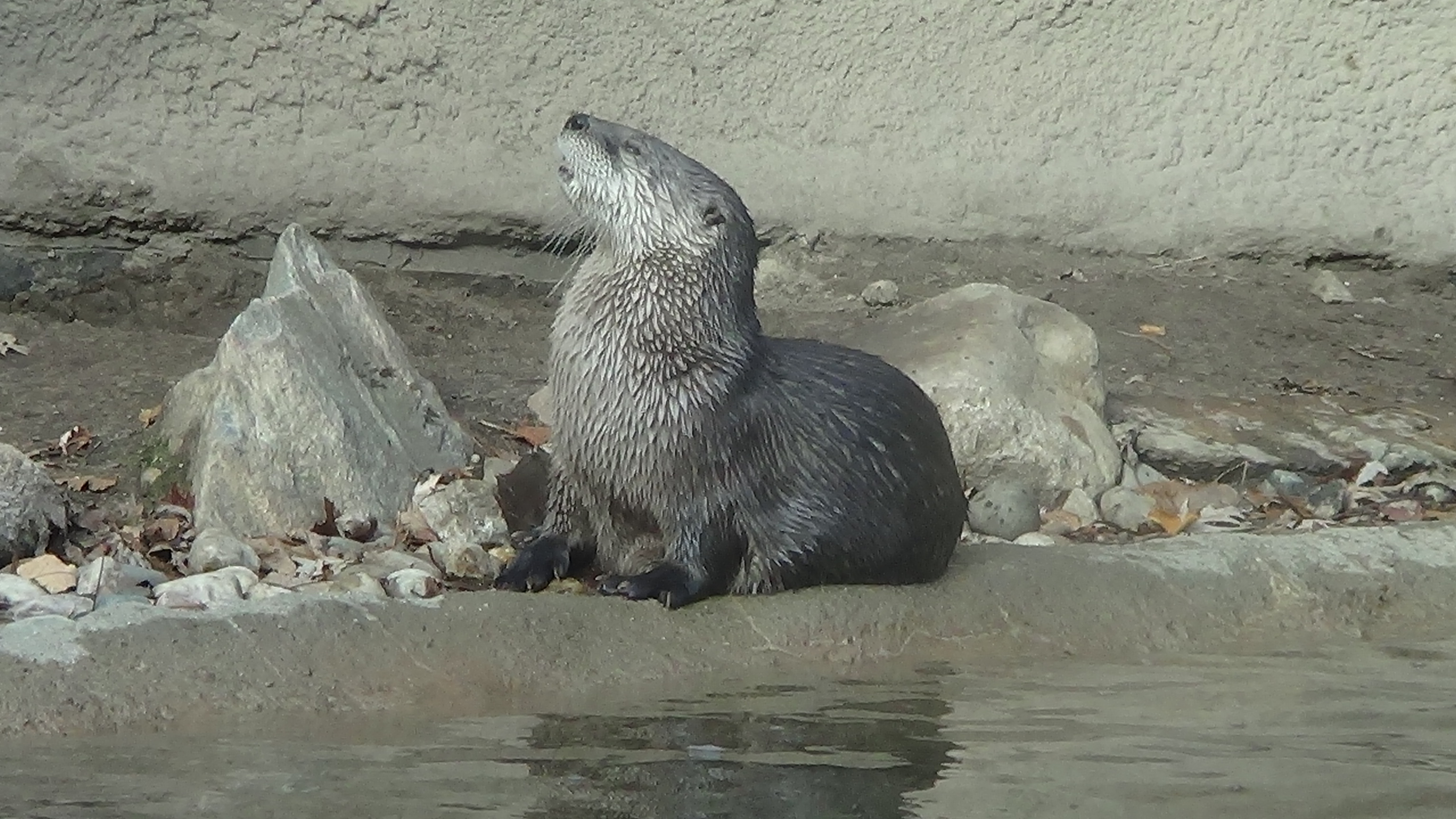 Otter 3