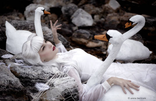 The wild swans