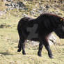 Dartmoor Pony