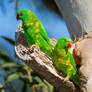 Scaly-breasted Lorikeets