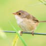 Red-backed Fairywren (F)