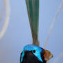 Variegated Fairy-wren