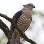 Pacific Baza