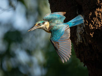 Sacred Kingfisher Departing Its Nest