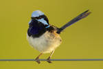 Superb Fairy-wren (M) by strictfunctor