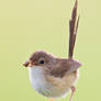 Red-Backed Fairywren (F)