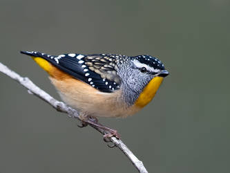 Spotted Pardalote (M)