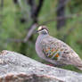 Common Bronzewing (M)