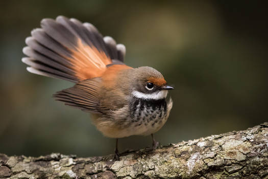 Rufous Fantail