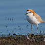 Red-capped Plover