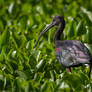 Glossy Ibis