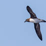 Tahiti Petrel