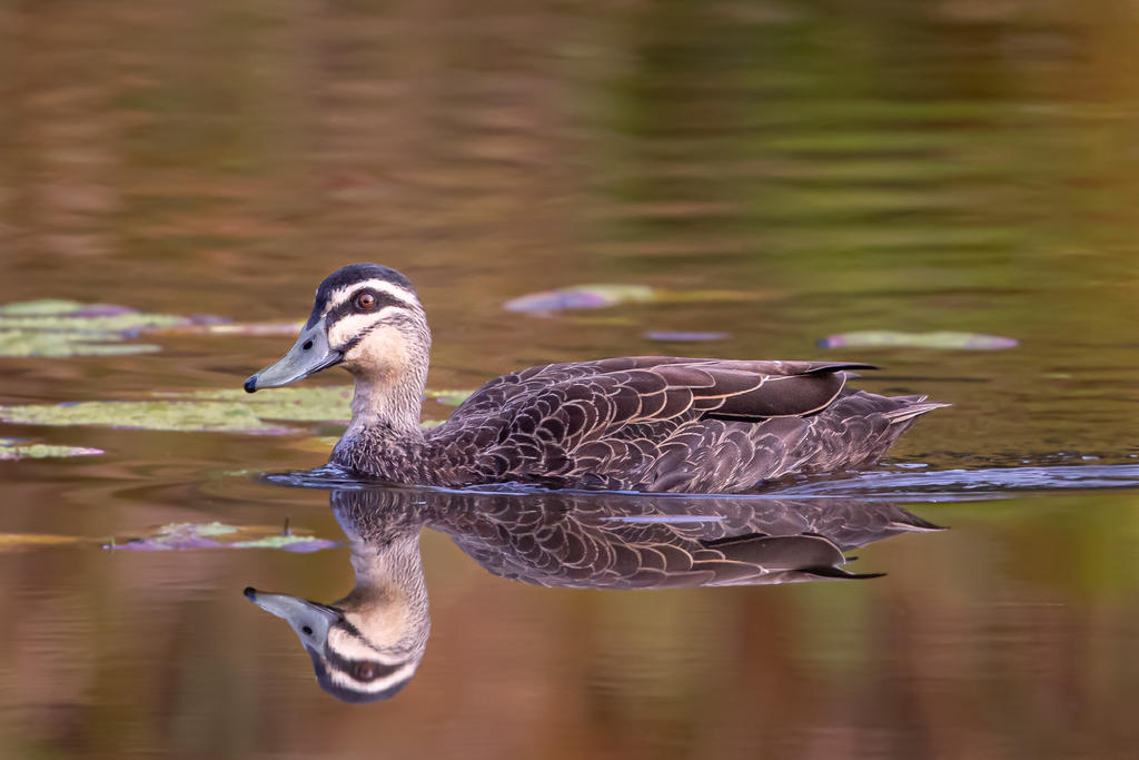 Pacific Black Duck by strictfunctor on DeviantArt