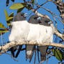 White-breasted Woodswallows