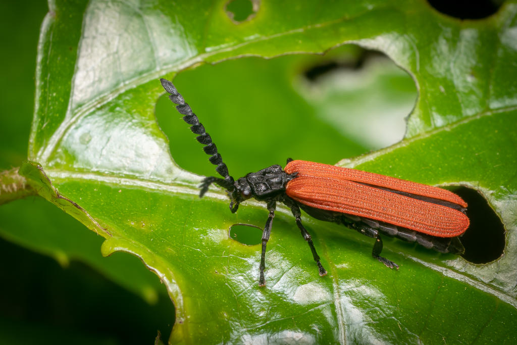 Lycil Insect Lycid Beetle by strictfunctor on DeviantArt
