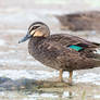 Pacific Black Duck