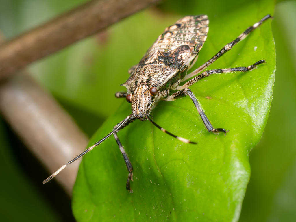 Stink Bug Nymph by strictfunctor on DeviantArt