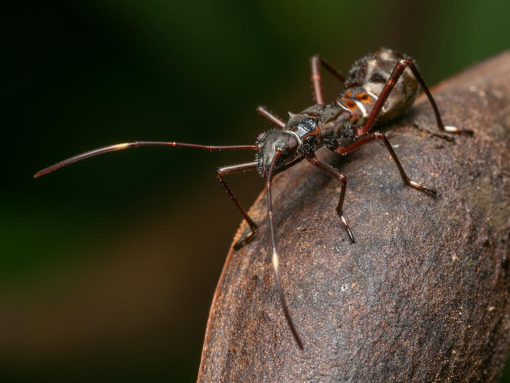 Pod-sucking Bug Nymph, Ant Mimic Instar