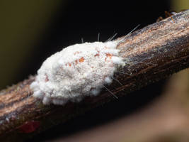 Cushion Scale Insect