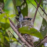 Spectacled Monarch