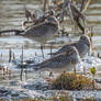 Snoozy Bar-tailed Godwits