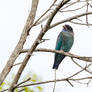 Dollarbird