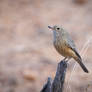 Rufous Whistler (F)