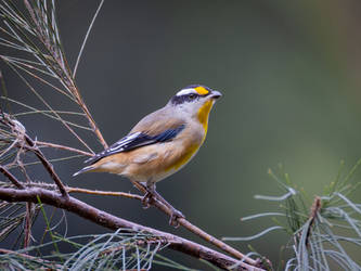 Striated Pardalote