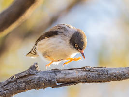 Varied Sittella