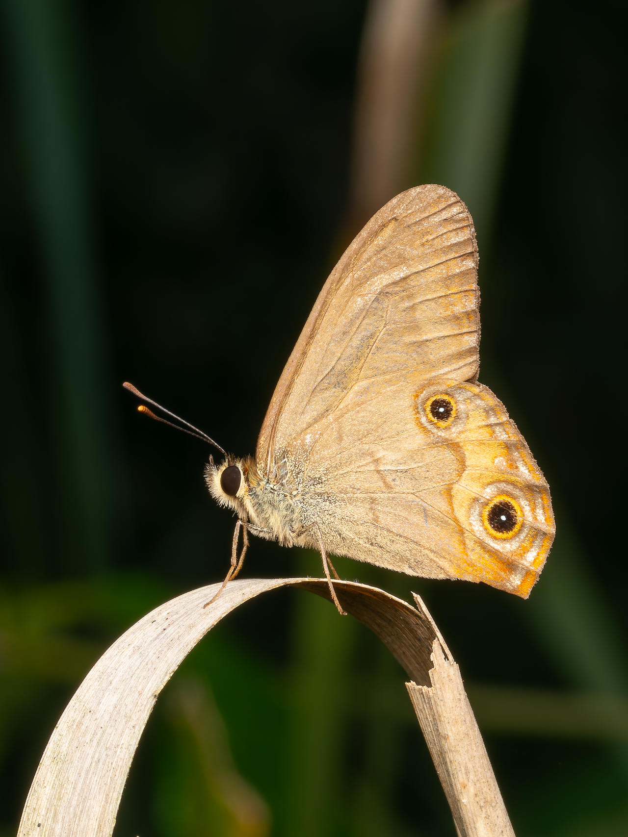 Shell Ringlet Brown Ringlet by strictfunctor on DeviantArt