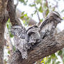 Tawny frogmouths (Podargus strigoides, juv)