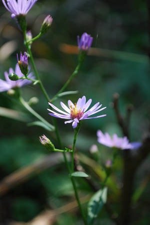 Purple Aster by darkguitar3000