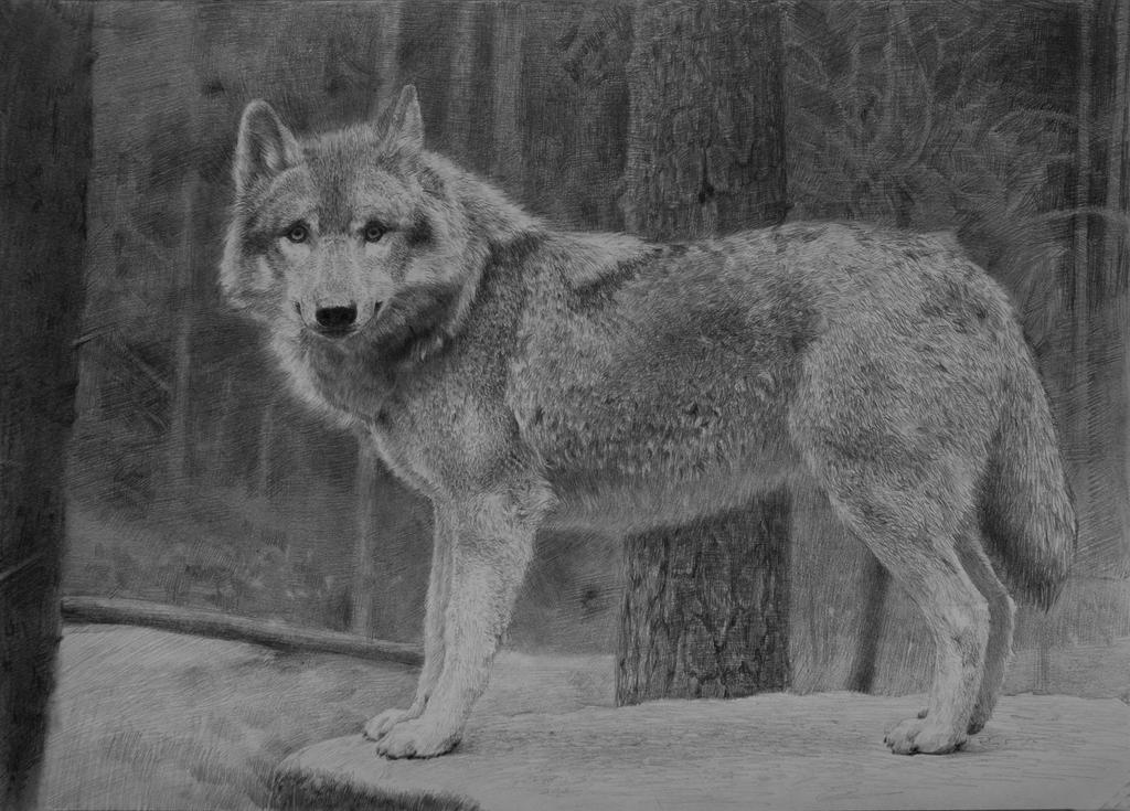 animal - wolf by zephyr0713 animal - wolf by zephyr0713