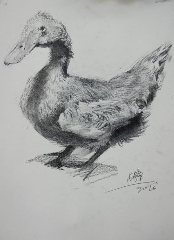 duck sketch