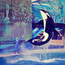 Orca whale photography 2