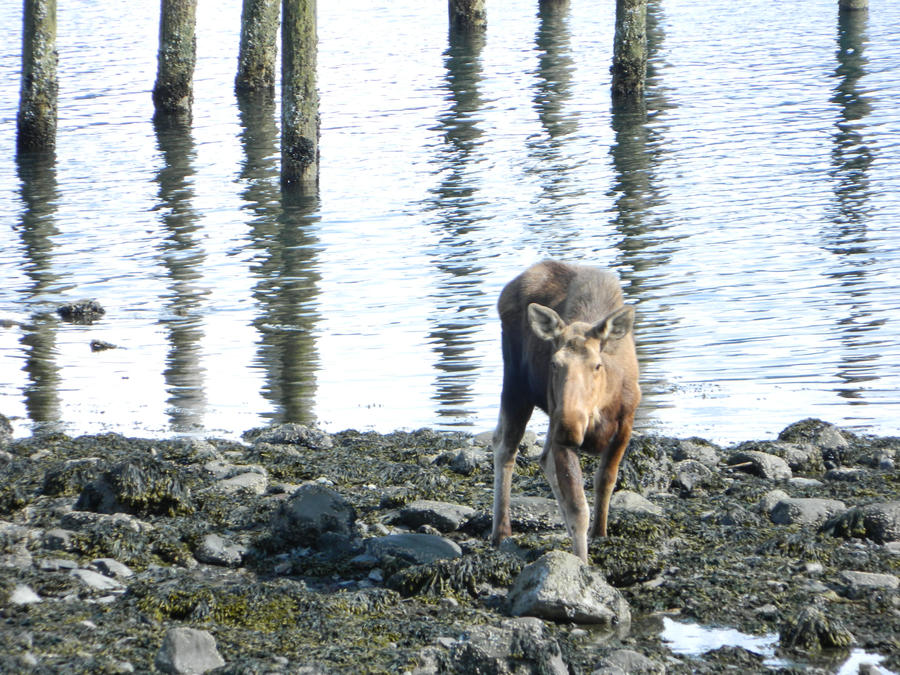 more moose, less beach